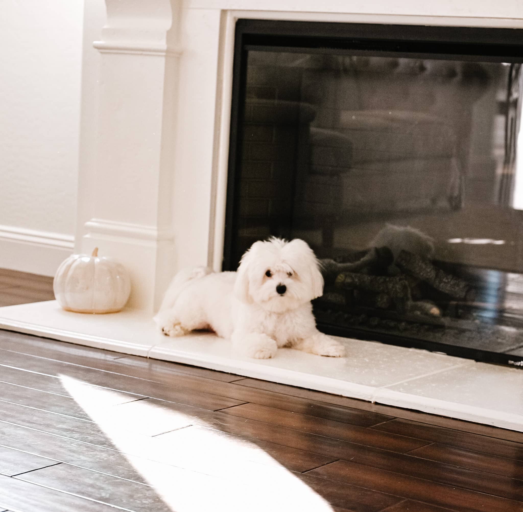 a white pumpkin and a white coton de tulear dog sits in front of a fireplace